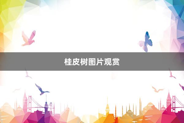 桂皮树图片观赏